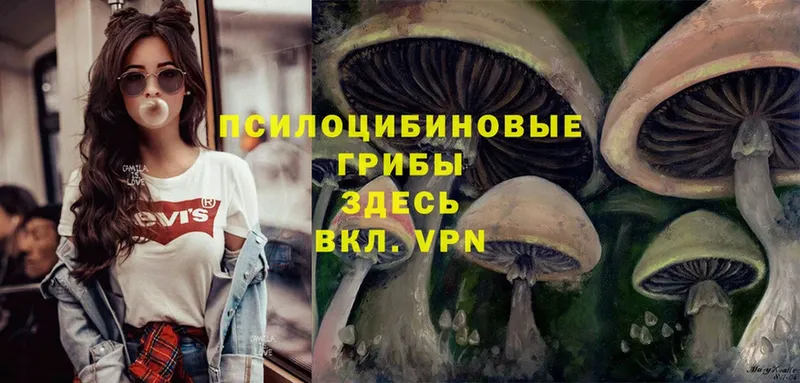 как найти наркотики  Саров  Галлюциногенные грибы Psilocybe 